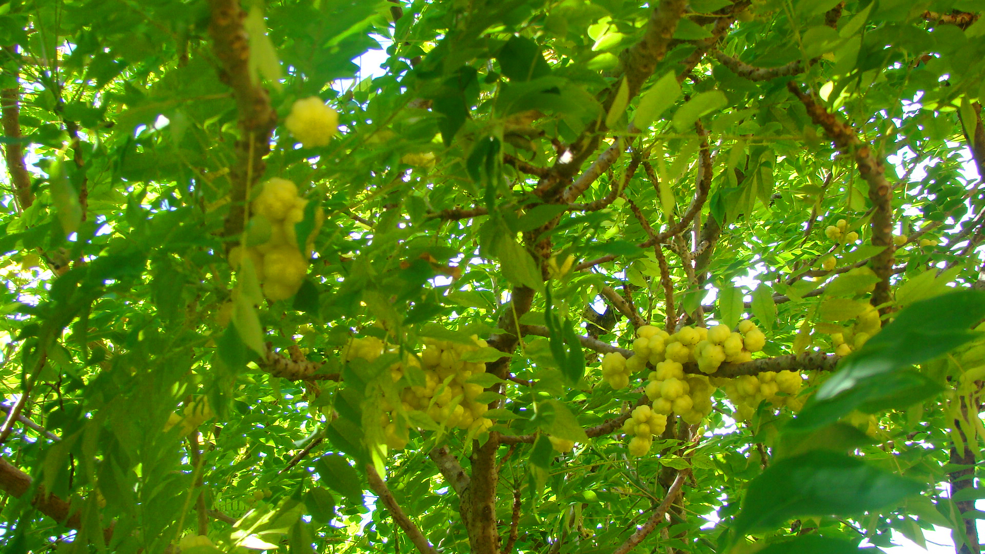 Karamay Fruit